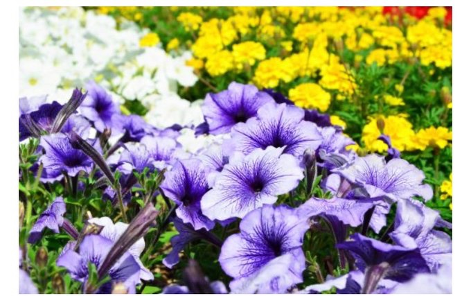 今日は何の日 على تويتر 今日は 花の日 は 8 な 7 の語呂合わせからこの日に制定されました 花といえば花 言葉がありますが 青いバラの花言葉は 不可能 でした ところが 不可能と言われた青いバラを作ることに成功し 花言葉も 夢かなう に変わったそうです 今日は何の日 على تويتر 今日は 花の日 は 8 な 7 の語呂合わせからこの日に制定されました 花といえば花 言葉がありますが 青いバラの花言葉は 不可能 でした ところが 不可能と言われた青いバラを作ることに成功し 花言葉も 夢かなう に変わったそうです