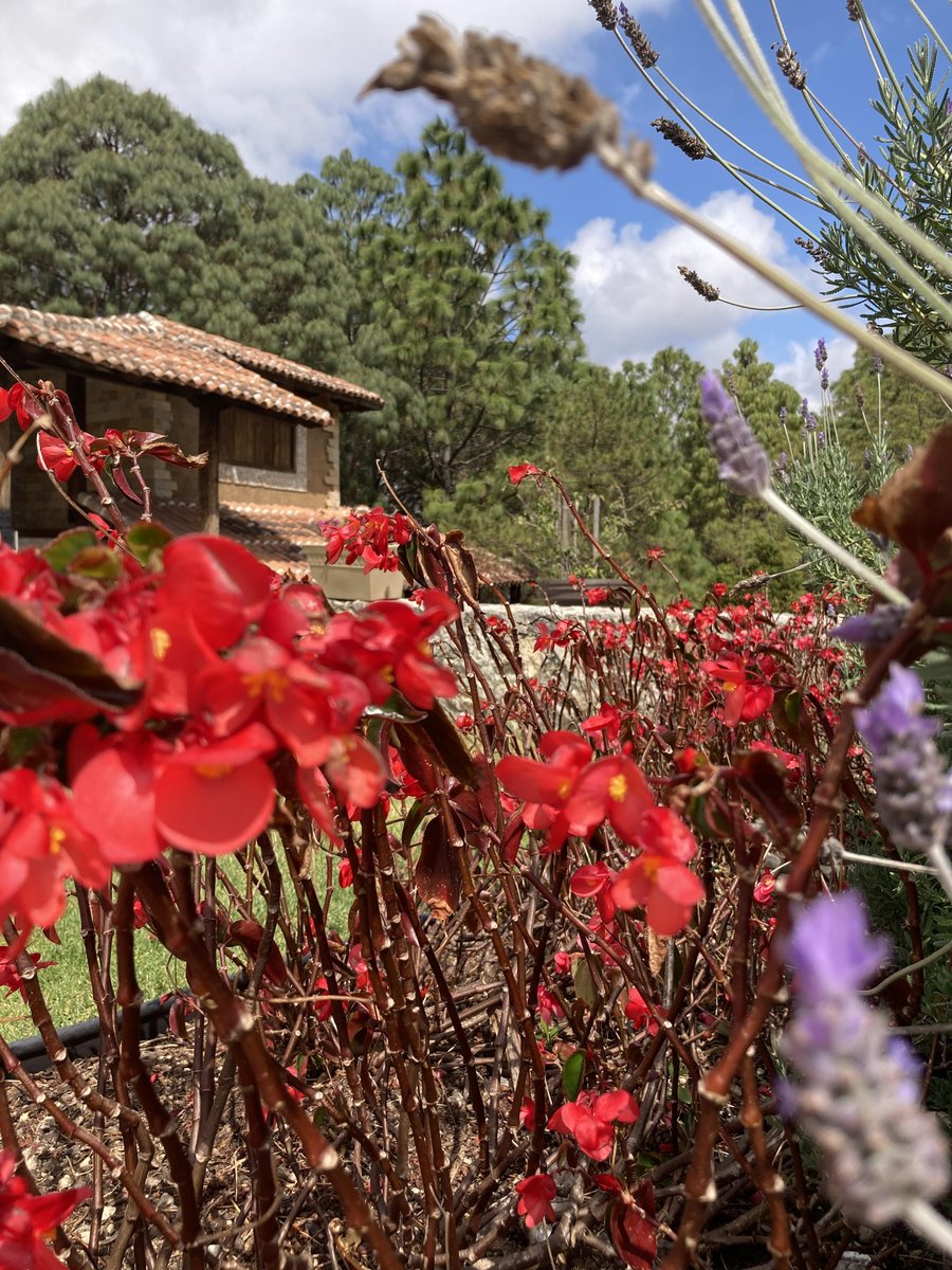 RocavalSancris's tweet photo. Es #viernes y #SanCris  y @RocavalSancris los espera.
Nos despedimos con esta posta de nuestro bosque :)
#forrest #free #nature #SanCristóbal #Chiapas #mx https://t.co/kPYxPp4SBe