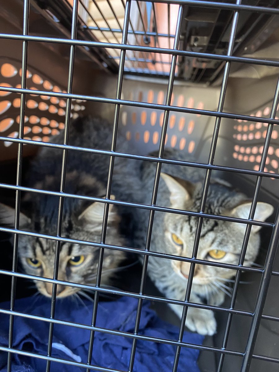 taradublinrocks's tweet photo. #DukeAndMax aren’t psyched about going to the “spa” (aka their one year vet checkup) #CaturdayEve https://t.co/VSzCdgYiLY