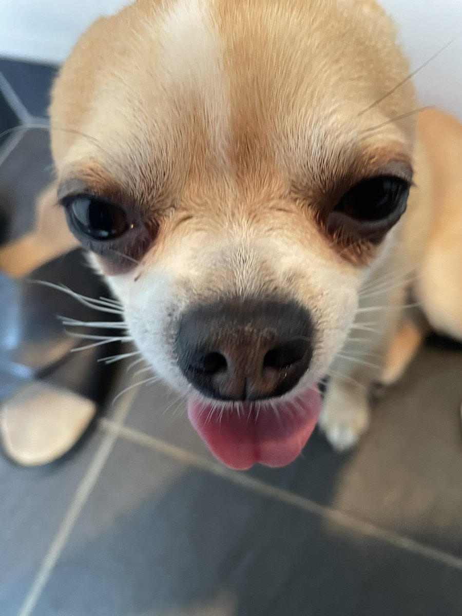 Goro San おはよう吾朗さん 今日も暑いですね 吾朗が舌を 出してます 暑すぎって言ってます チワワのチビ 犬のいる幸せ 犬のいる暮らし ペット ドック Dog ゴロウ チワワ 犬のいる生活 犬好きな人と繋がりたい 犬好きさんと繋がり