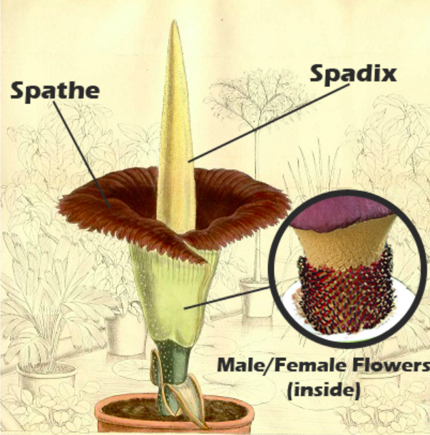 casciencecenter's tweet photo. We need your help choosing a name for our corpse flower! Enter your vote online at https://t.co/fp8BLRUu0w
Voting closes at 5:00 p.m., on Sunday, August 8th.
#TheHuntington #BloomTime #SpottheSpathe #smellyscience #BloomWatch https://t.co/lve4QV6qSe