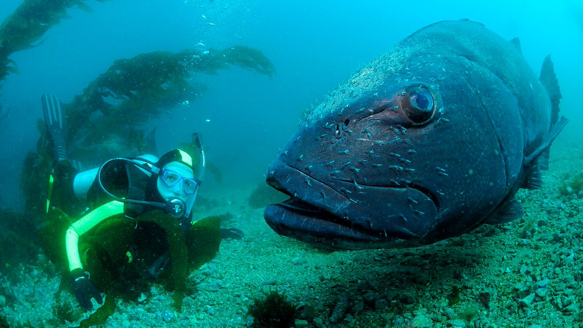 McCauley_Lab's tweet photo. We're recruiting a MSc student in Fall 2022 to join us @UCSantaBarbara to lead research &amp; data analysis on giant sea bass. Pls share! https://t.co/v2rpqGeahI

cc: @EEB_POC #sacnas #blackinstem #blackineeb #DiversifySTEM #NativeSTEM @BlackinMarSci @LatinxMarineSCI @Official_BWEEMS https://t.co/RotVgqOnkU