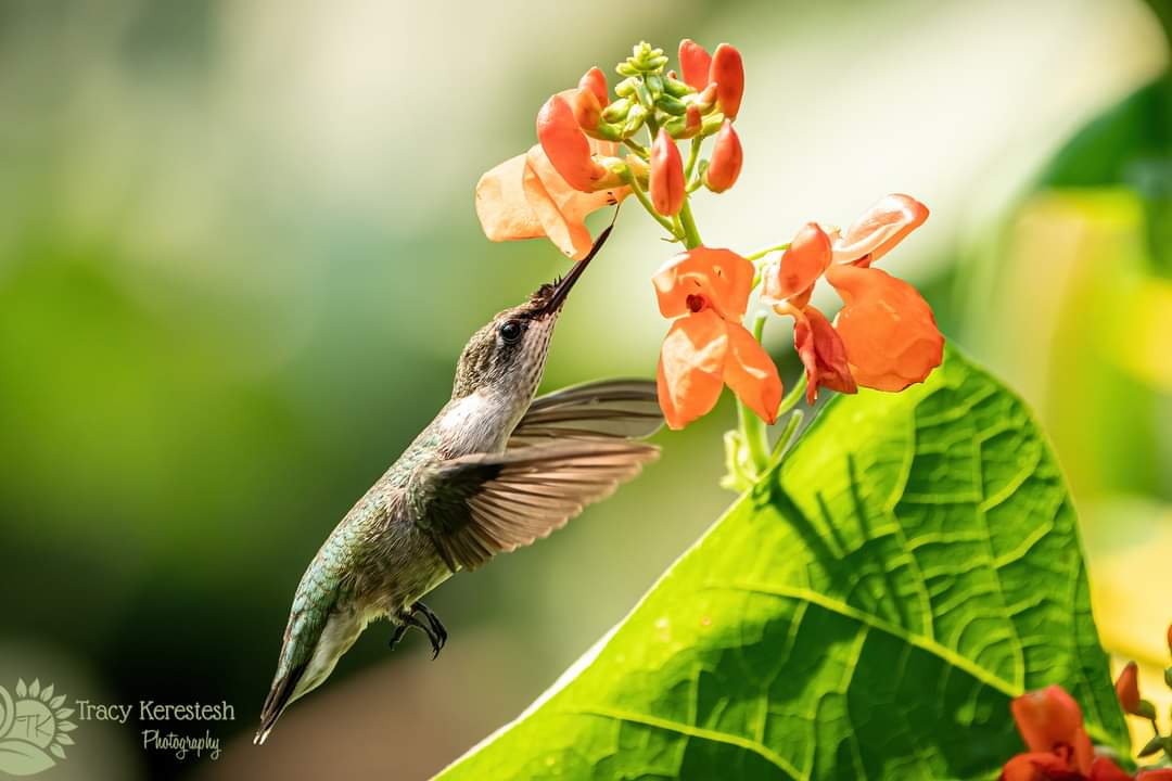 tracyportraits's tweet photo. Ruby Throated Hummingbird
#hummingbird 
#tracyportraits  #LandofLivingSkies #OurNature  #YourSask #cbcsklens #exploresask  #ThePhotoHour #sharecangeo  #prairiesnorth #ShareYourWeather #exploreSaskPrairie  #natgeoyourshot https://t.co/CUIYd8e3aV