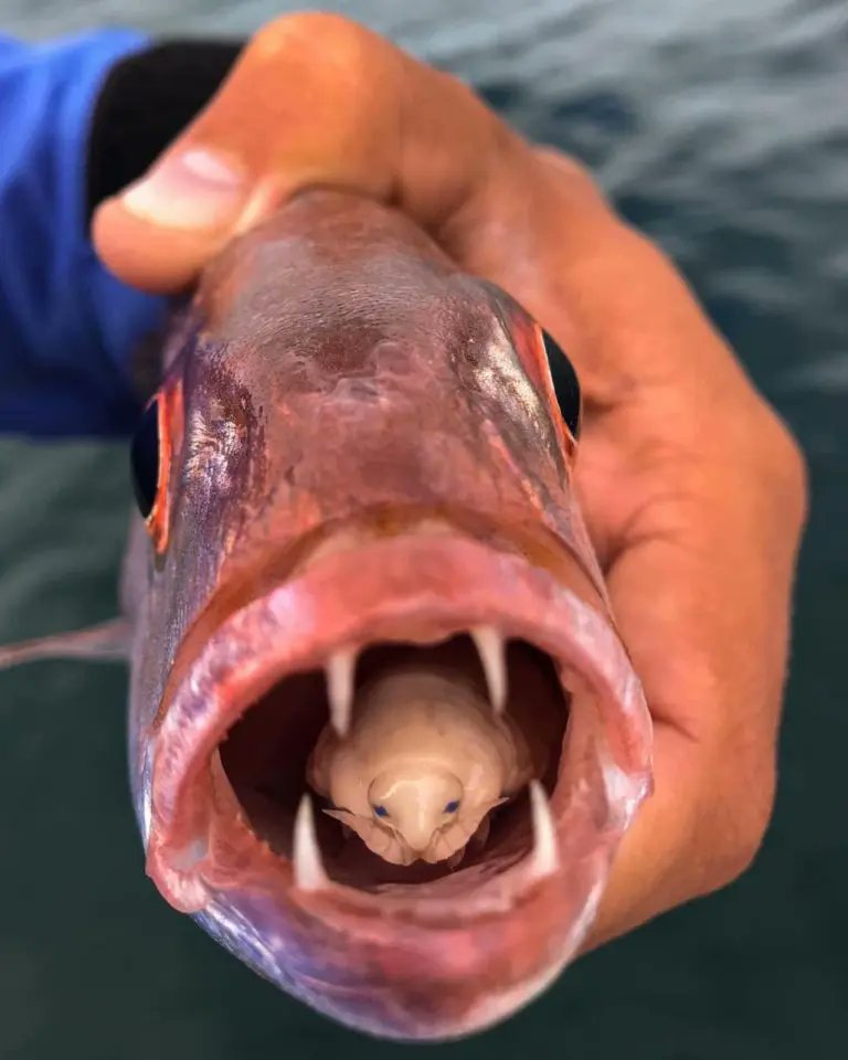 Este é um parasita chamado Cymothoa Spingbok – um parasita que rompe os vasos sanguíneos da língua de um peixe e se torna uma nova língua funcional.