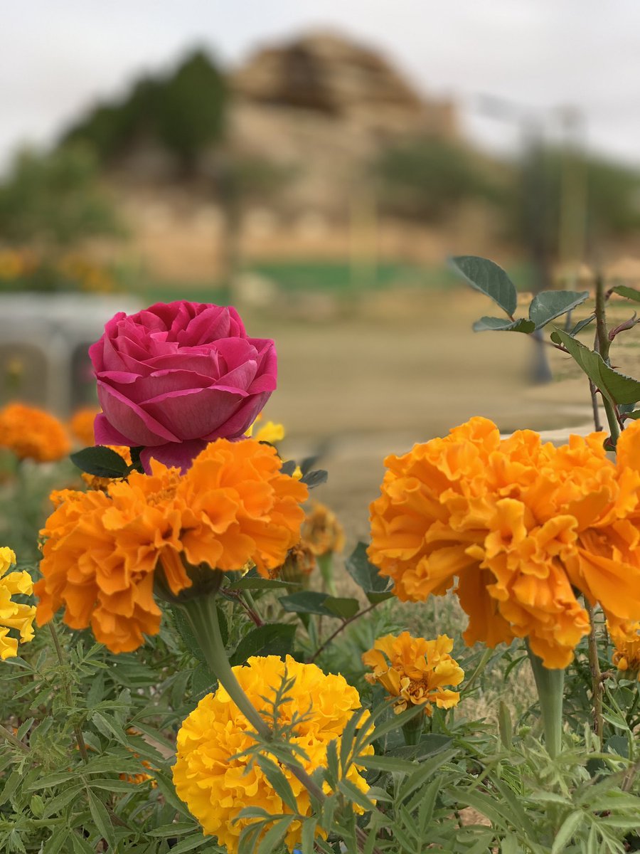 تصوير من الجوال ( ثادق )