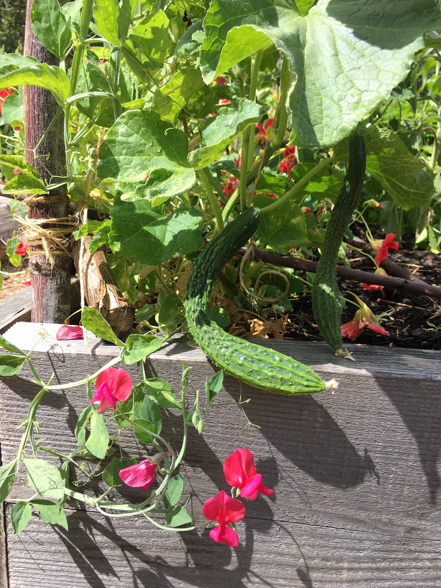 きゅうり Twitter Search