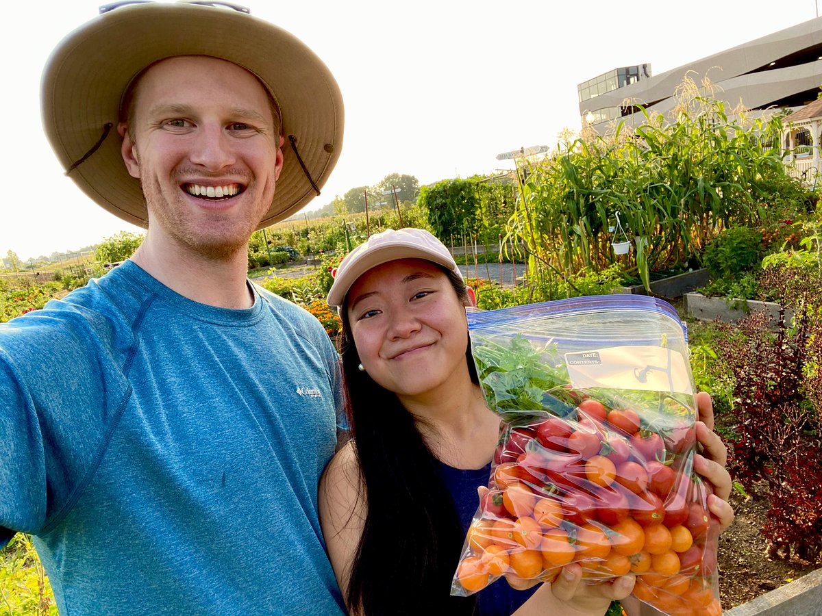Our biggest harvest yet at the community garden! 3.5 lbs of sweet 100 and sun sugar tomatoes! 👩🏻‍🌾