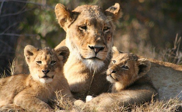 🦁Da RT y Fav
🦁Sigue a todos los que den RT🔄 y Fav♥️ a éste tweet
꧁ 🅢̣̣̣ 🅔̣̣̣ 🅖̣̣̣ 🅤̣̣̣ 🅘̣̣̣ 🅛̣̣̣ 🅞̣̣̣ 🅢̣̣̣꧂
💞
#LosAmigosDeLaLeona 🦁
@luisalarosa
<a href="/milushkadiaz/">Milushka💞💐✨</a>
<a href="/MartaAvendao/">Marta Avendaño 🍃🌸</a>
<a href="/Astrid_Marche/">Astrid Marché</a>
<a href="/Paulina_Markt/">paulina.markt.mx</a>
<a href="/2006_patty/">Patty  🇲🇽</a>
<a href="/candelafuego2/">candela fuego</a>
<a href="/Eles26/">Eles Durán</a>
@jesussanchezg03
