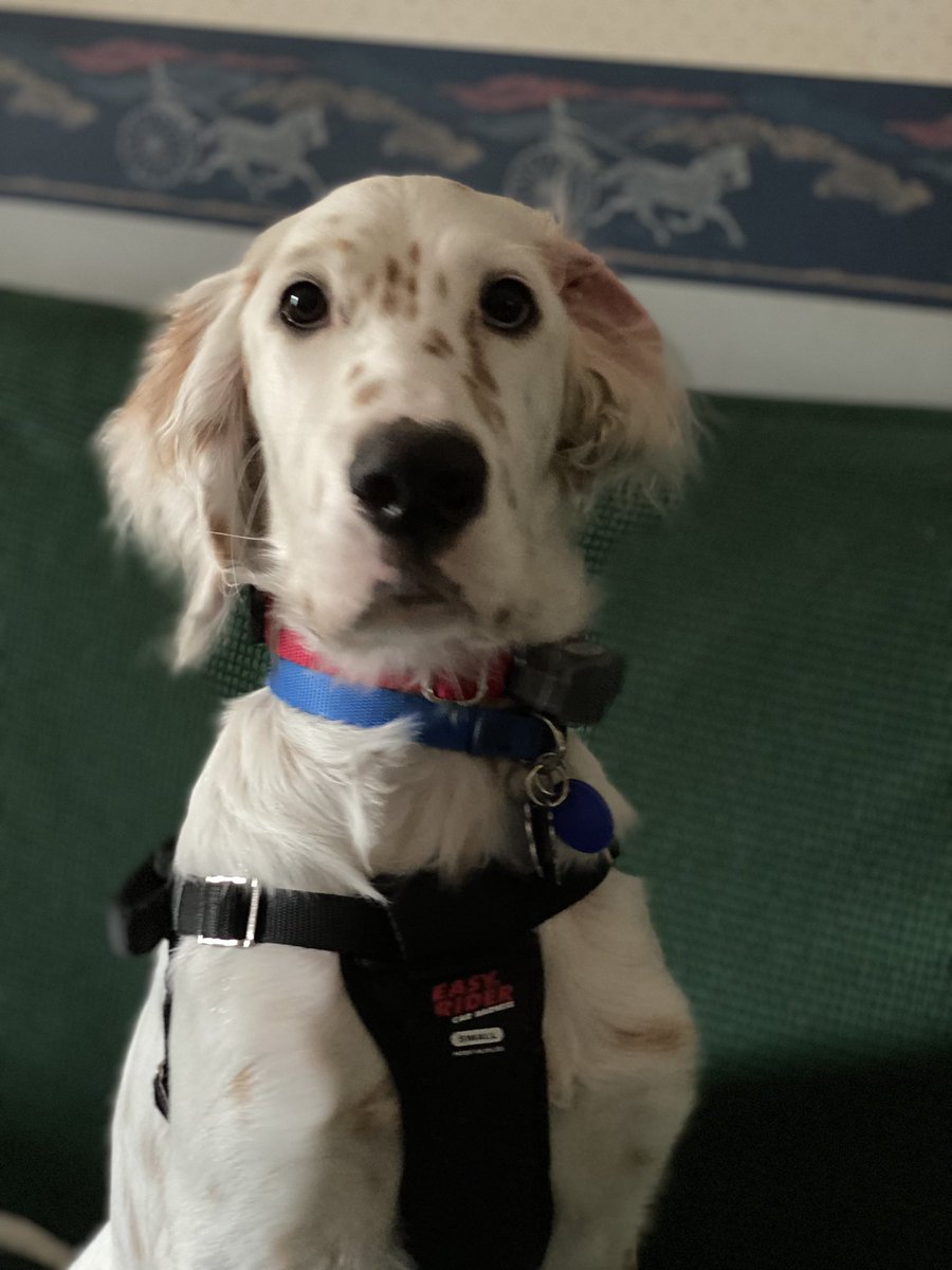 natseld's tweet photo. @LONTDC1 @Nationals This is Arlo. He really wants to help the Nats win. #Nats #Rallypets #natsrallypets https://t.co/YIMdeHt5g5