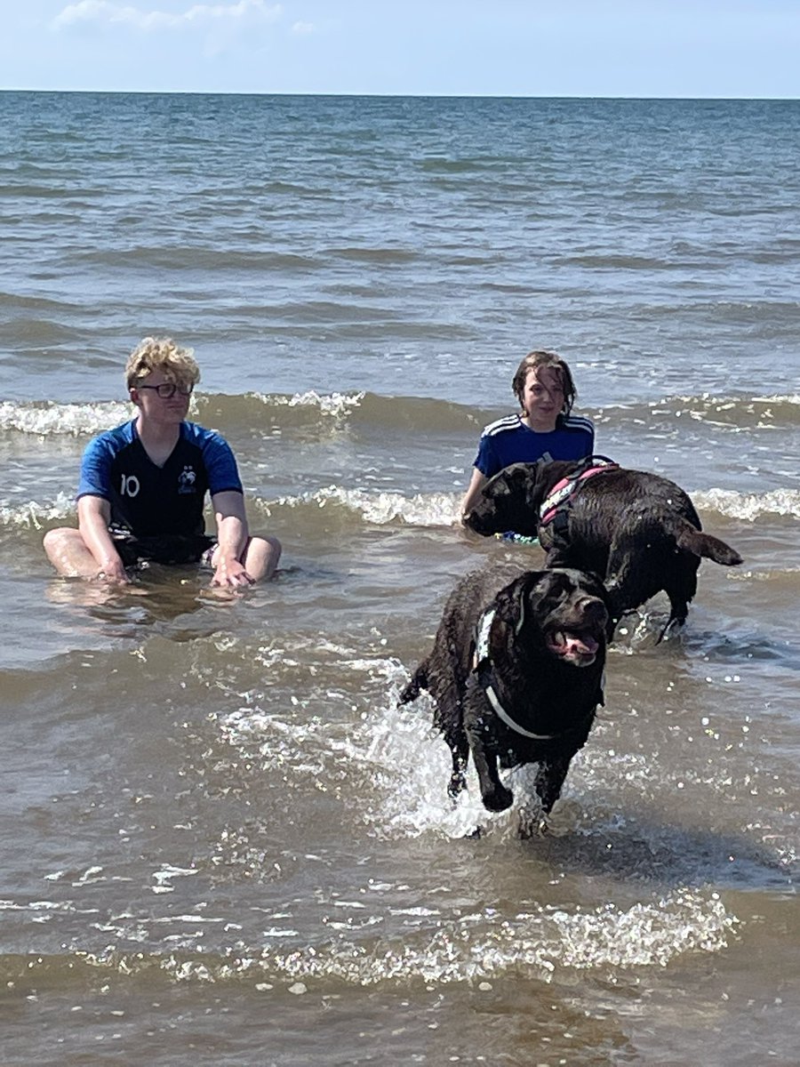 Labradorsisters's tweet photo. This week we have been camping 🏕 so much fun and so much hard work 🤣🐶😴 #labrador  #campingdogs #beachlife https://t.co/cB6pYsmTTu