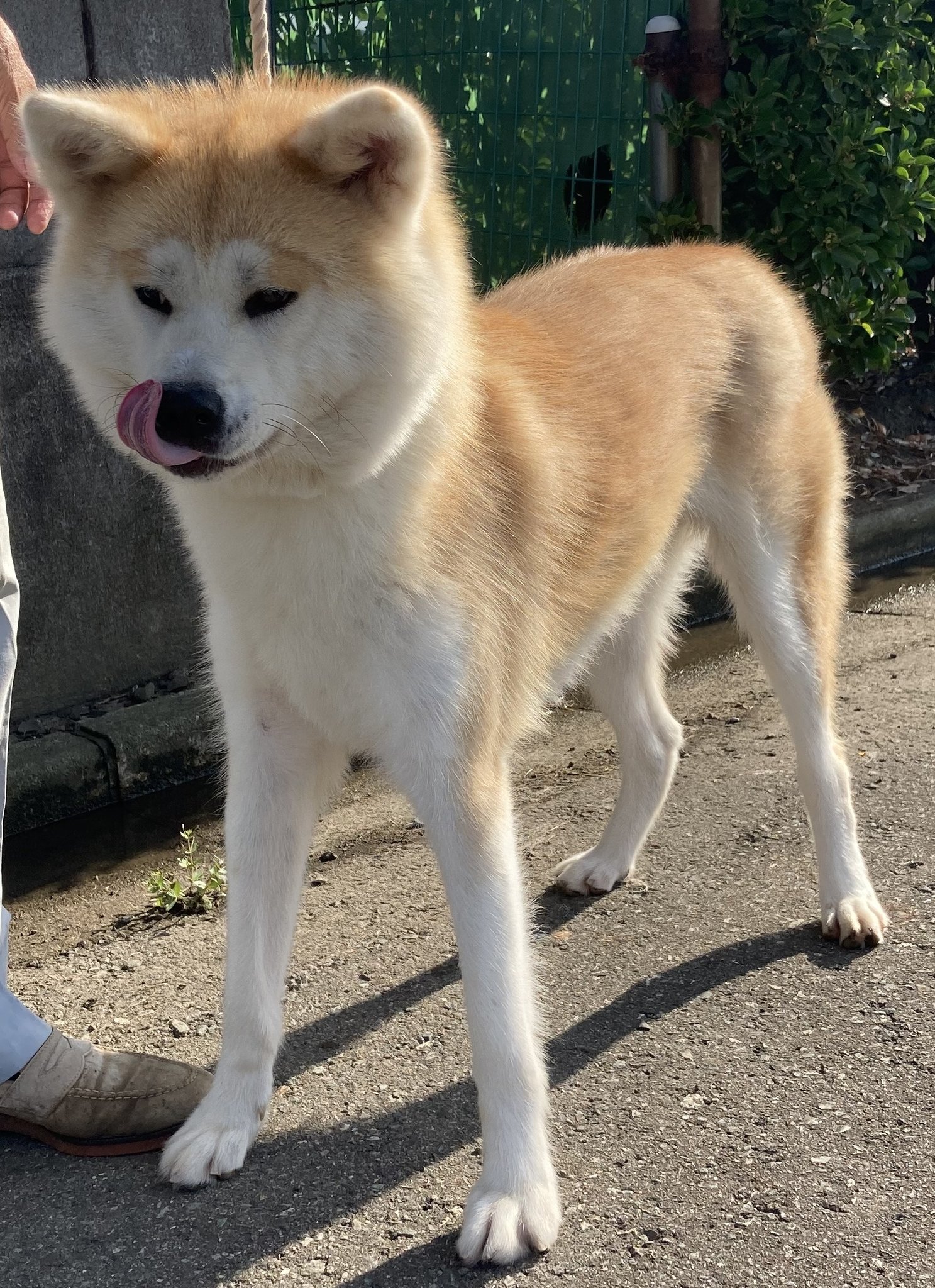勝次狼 秋田犬 秋田犬を保護する活動をする知人から 2歳の女の子の里親募集しているのでtwitterにあげてほしいとのこと 秋田市にお迎えに行ける方 無償譲渡です よろしくおねがいします T Co F9smzya23f Twitter