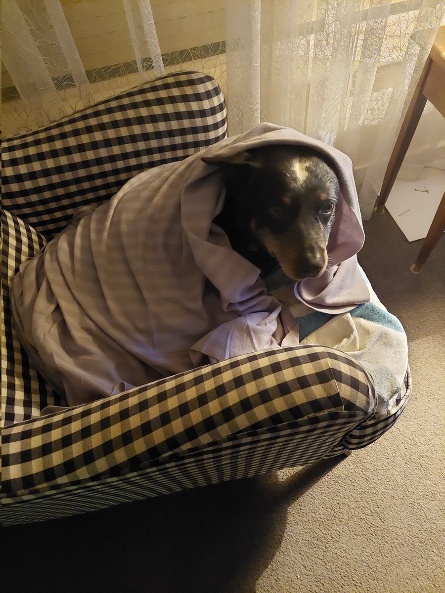 Oreliaband's tweet photo. I wonder if he's sick of hearing our new song yet. #blueheeler #comfy https://t.co/obK97LJCa9