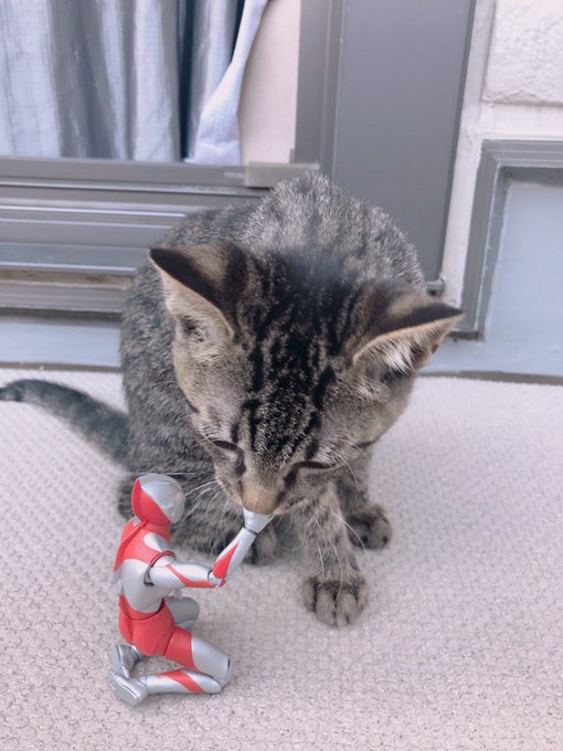 注目 画像ツイート Ultraman ページ目 アニメレーダー