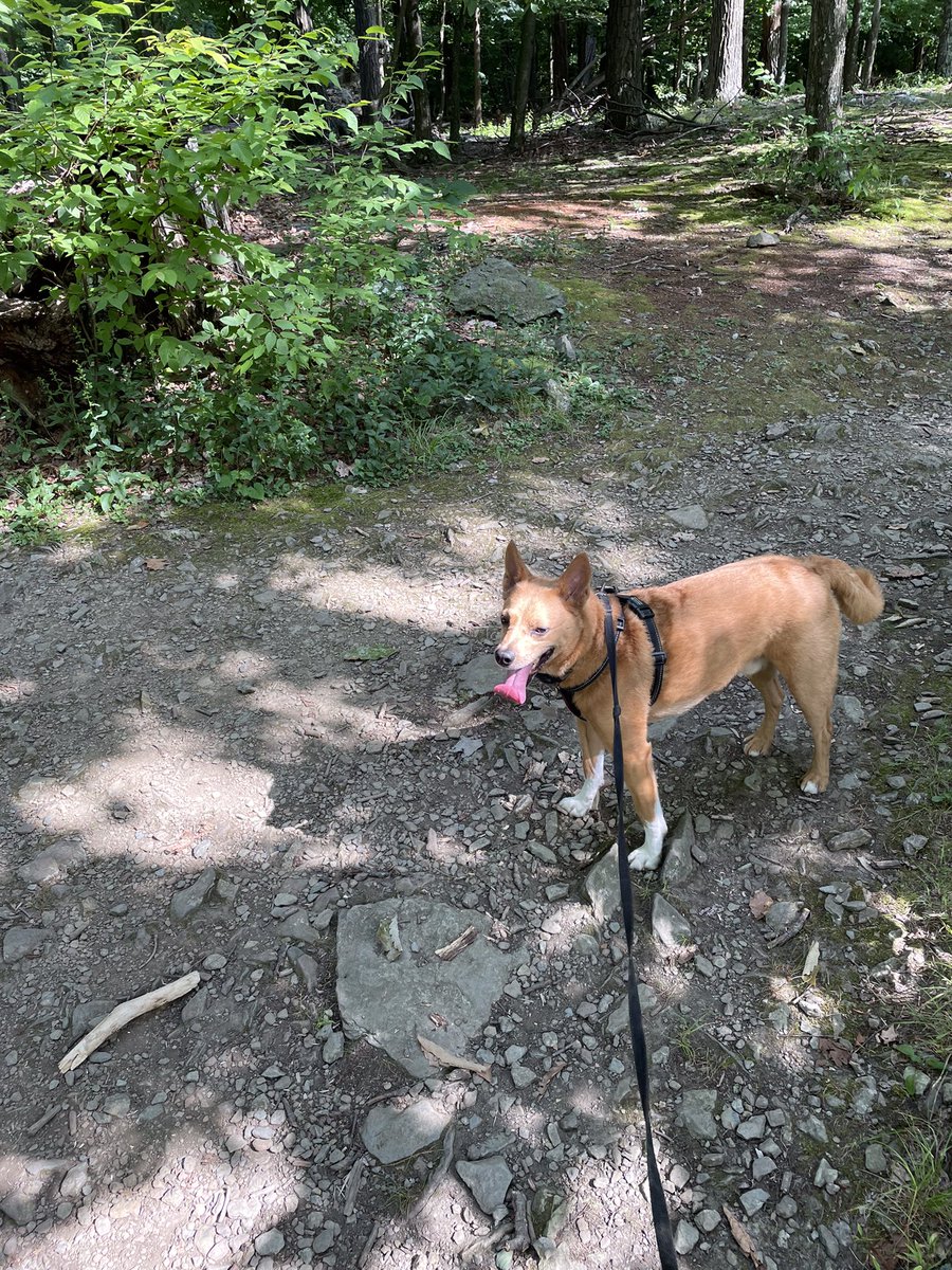 sarah ducich tweet media