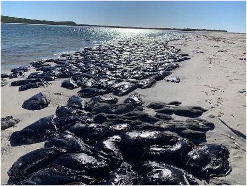 MalSocAus's tweet photo. Short communication in #MolluscanResearch: Mass mortality of the black sea hare Aplysia gigantea (Gastropoda: Aplysiidae) at Augusta, Western Australia in the austral summer of 2021 https://t.co/NzdDlZ0noT #mollusc #MassStranding #AdverseWeather #conservation https://t.co/VCCdJIEePV