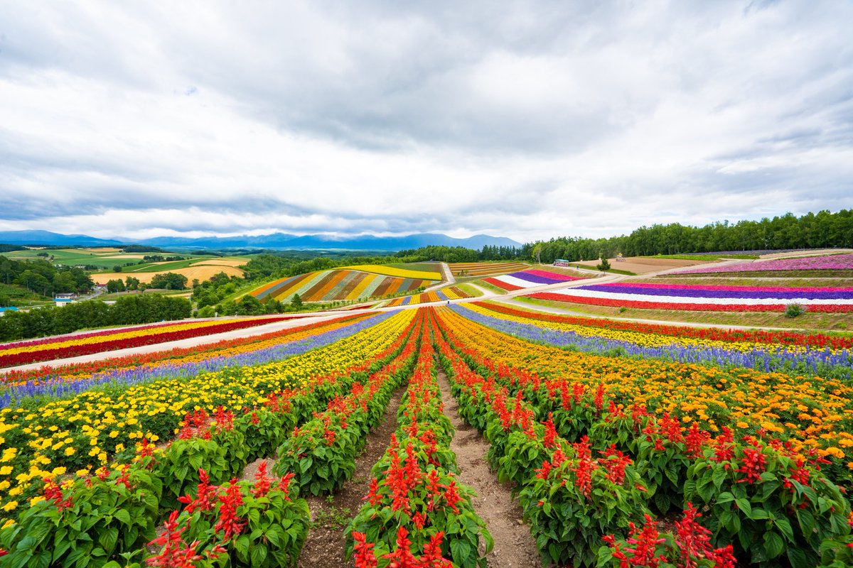 うっちー アテンザ乗り 夏の北海道は過ごしやすい気候とは言えない暑さだったけど行くところ絶景ばかりで行けて良かった 美瑛の四季彩の丘 千歳のどこか オロロンラインからの夕陽 北竜町のひまわり畑 車の写真はまだ未整理 うっちー アテンザ乗り 夏の北海道は過ごしやすい気候とは言えない暑さだったけど行くところ絶景ばかりで行けて良かった 美瑛の四季彩の丘 千歳のどこか オロロンラインからの夕陽 北竜町のひまわり畑 車の写真はまだ未整理