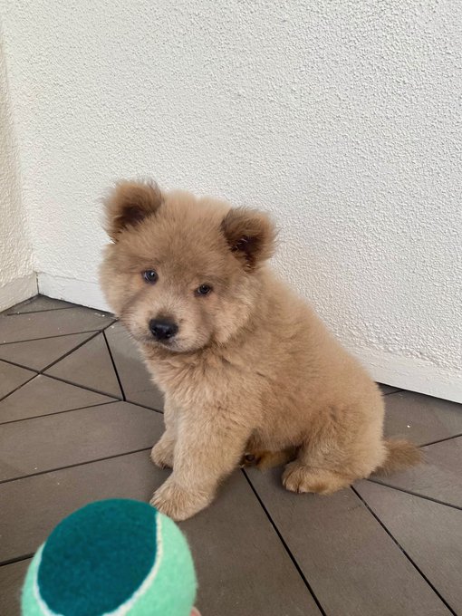 Everyone, say hello to my baby PUDGE?? https://t.co/X0mnCyrjR8