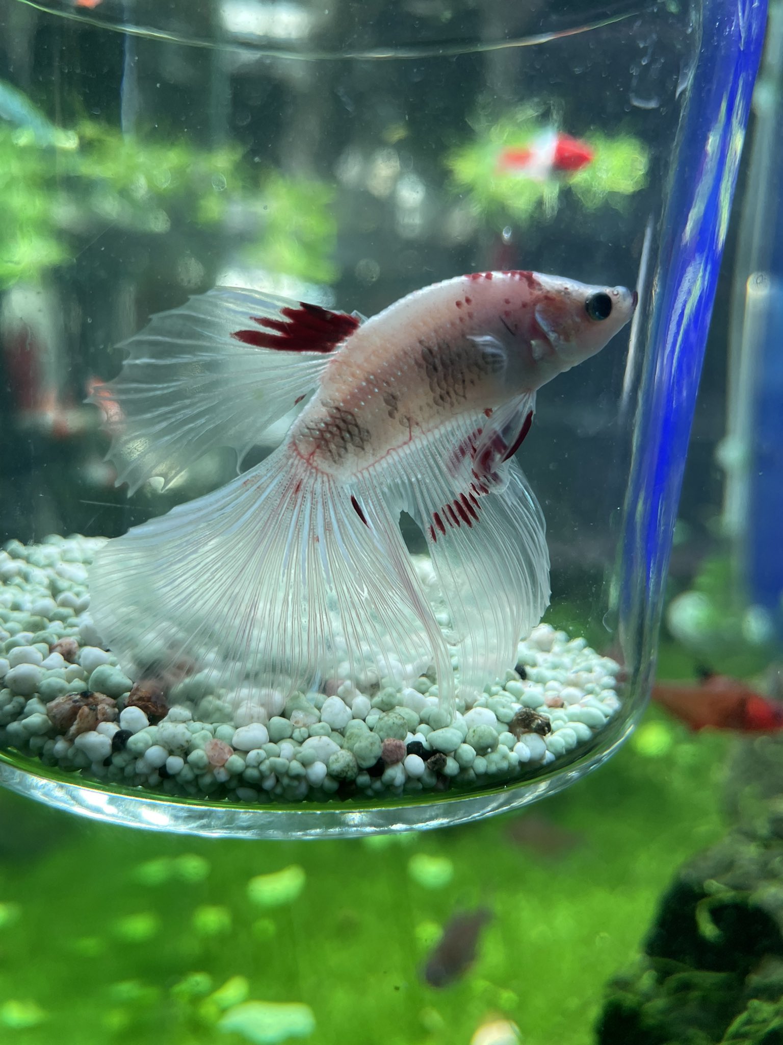 中津川市の観賞魚 小動物専門店 まるかね Marukane Twitter