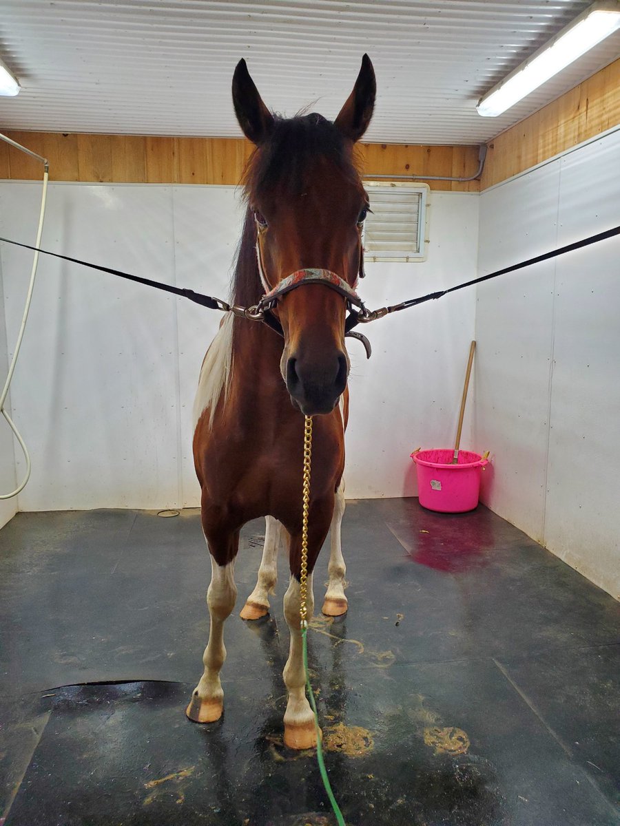 AthleticEq's tweet photo. Smart boi got all the way in AND turned around AND let me walk around him today!!!! #Merlin #ItsOnlyDayTwo https://t.co/hwSaxYbhPN