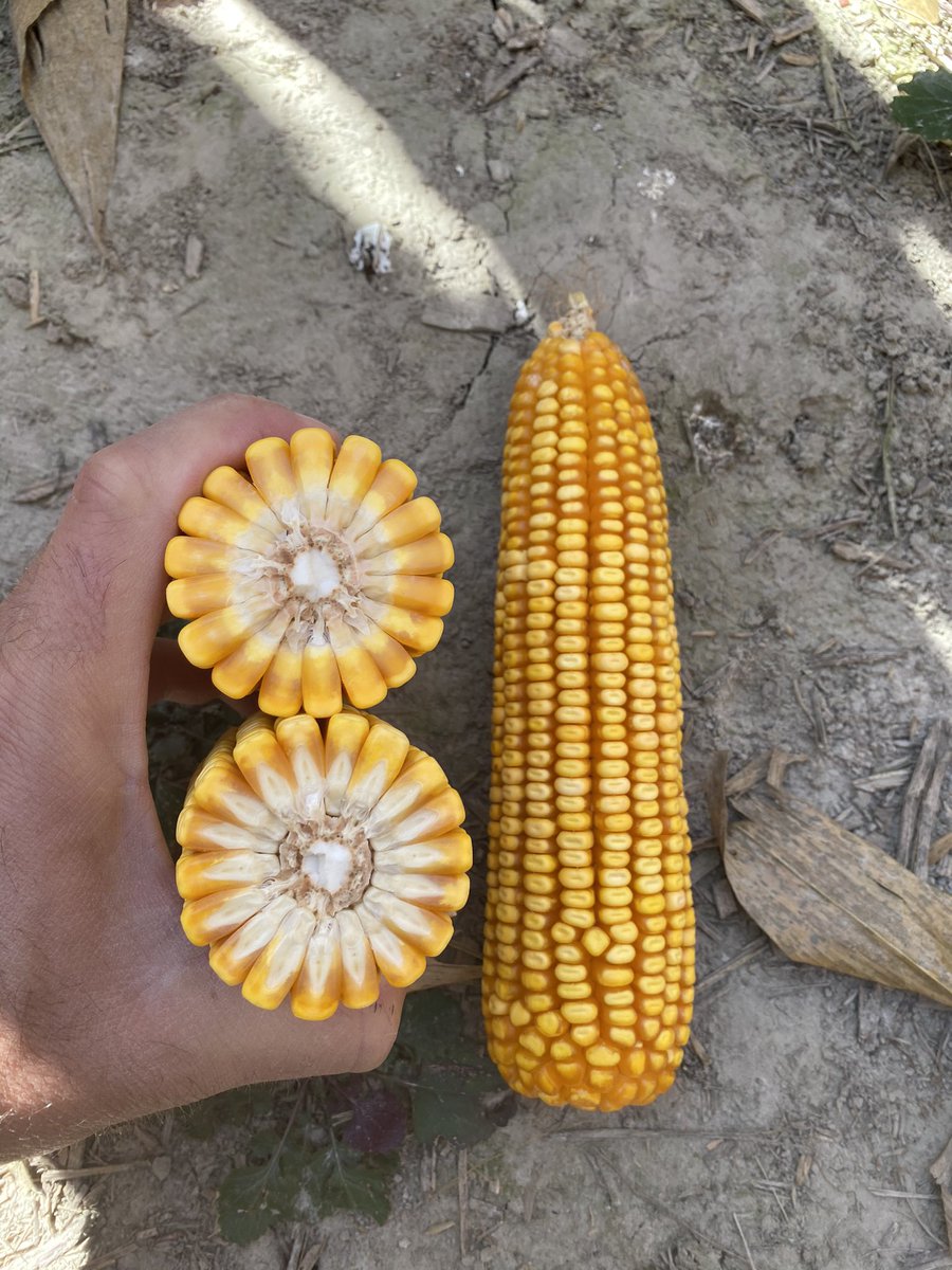 Ben Jacob tweet media