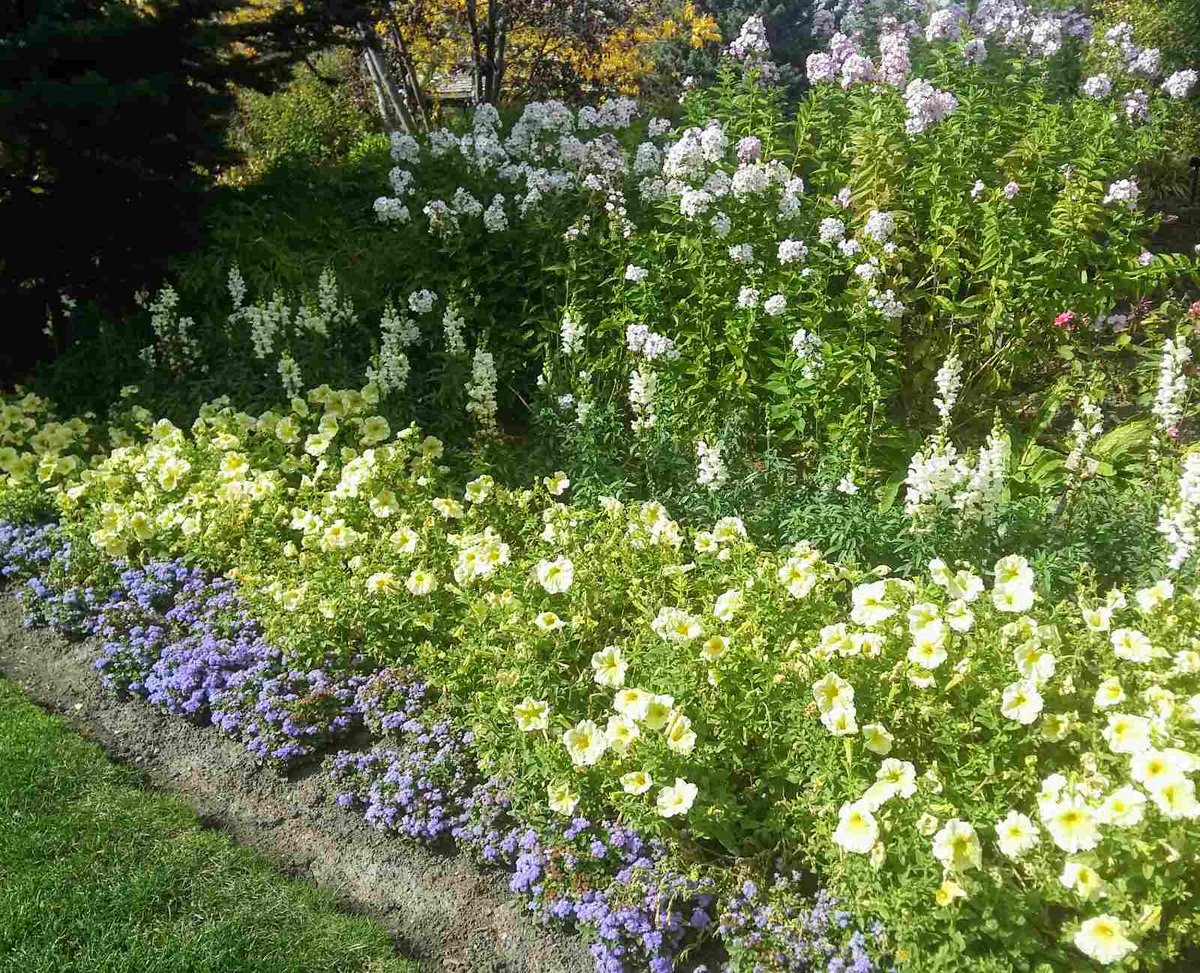 dreamyardgarden's tweet photo. I like this nice layering of color in a border garden with a slight build up to some vertical plantings. 😃
#gardenideas #bordergarden #gardens #flowers #dreamyardgardens https://t.co/kTX8DbfvCx