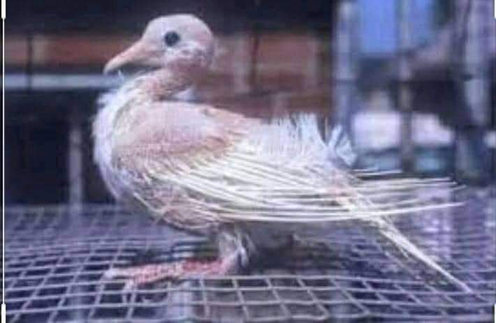 Rabi02428886's tweet photo. The dove of peace in Afghanistan https://t.co/Jt9DJHUYBR