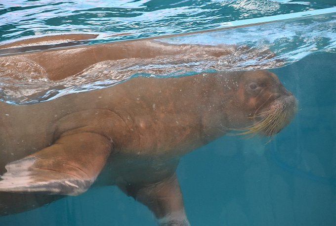 セイウチのtwitterイラスト検索結果