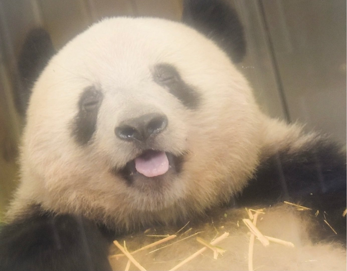 ѕʜɪʜo 世界一可愛いのになぜか見てると笑ってしまうそれがシャンシャン T Co Df0guc0xrv Twitter