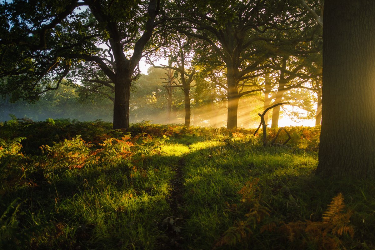 UKTreescapes (@uk_treescapes) on Twitter photo 📢 Announcement of the first set of Future of UK Treescapes projects!
£10.5 million funding six large scale research projects commissioned by <a href="/UKRI_News/">UK Research and Innovation</a> informing decisions on how to expand tree cover, meet net zero & reverse biodiversity decline.
🌱bit.ly/3AeMwWw 📢 Announcement of the first set of Future of UK Treescapes projects!
£10.5 million funding six large scale research projects commissioned by <a href="/UKRI_News/">UK Research and Innovation</a> informing decisions on how to expand tree cover, meet net zero & reverse biodiversity decline.
🌱bit.ly/3AeMwWw