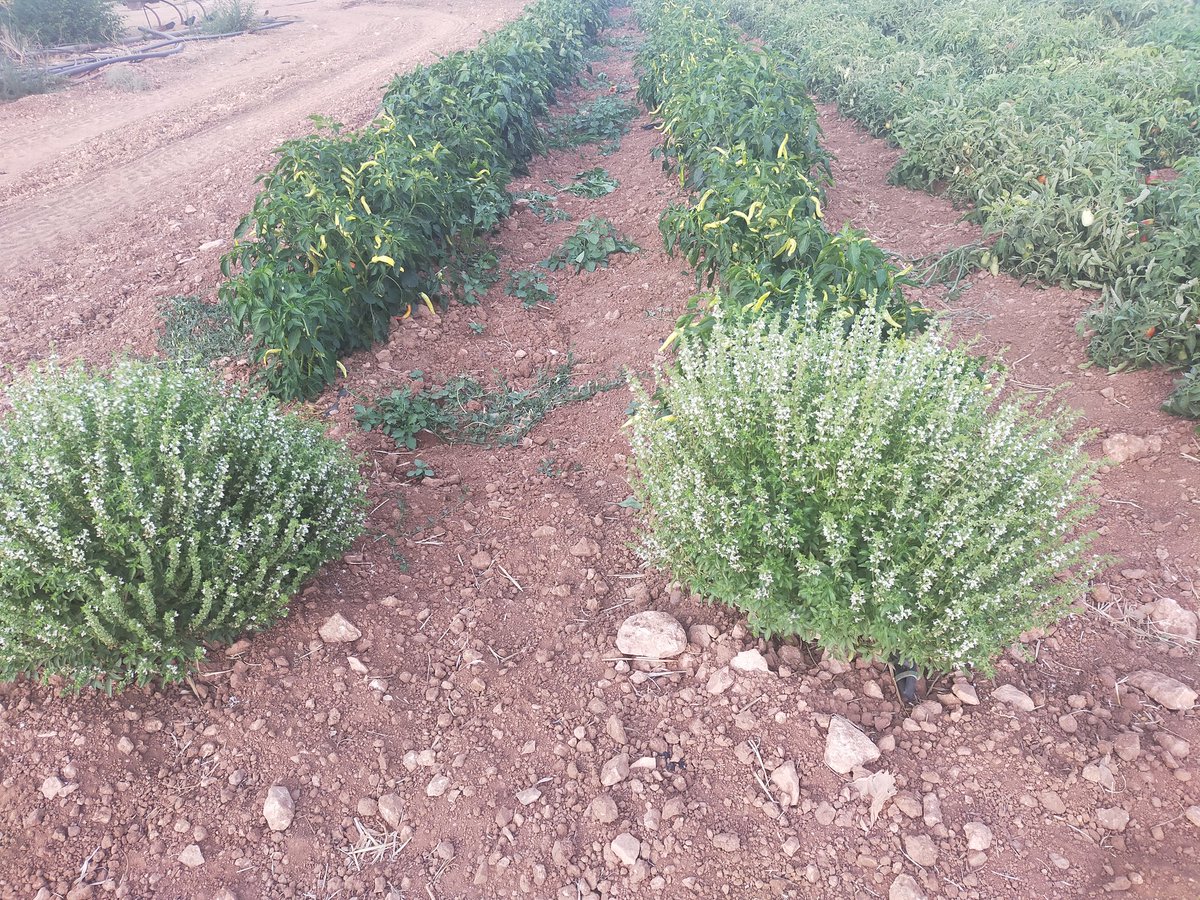 #DeLaHuertaALaBoca

En mi tierra es habitual poner albahacas en las puntas de los cultivos hortícolas, no en vano nuestro patrón se conoce como Cristo de la Albahaca.