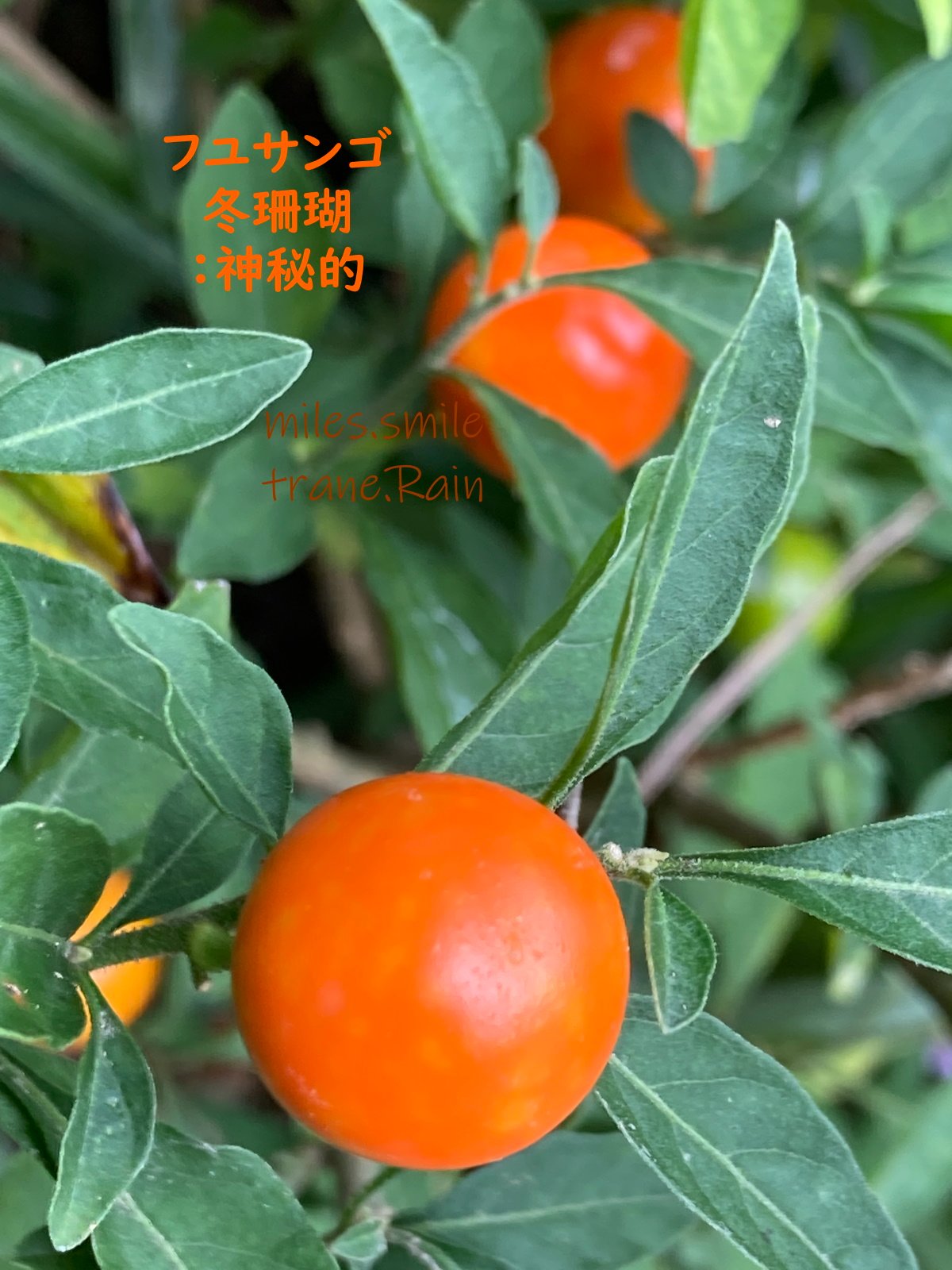 تويتر Miles スマイル 事情により休止 على تويتر あさのいろ おはよう フユサンゴ 冬珊瑚 神秘的 ナス科ソラナム属 アジア アフリカ熱帯地方原産 別名 玉柳 玉珊瑚 龍の玉 園芸上は春まき一年草だが多年草 花も咲きますが主に実を鑑賞する 夏に緑の葉の反対