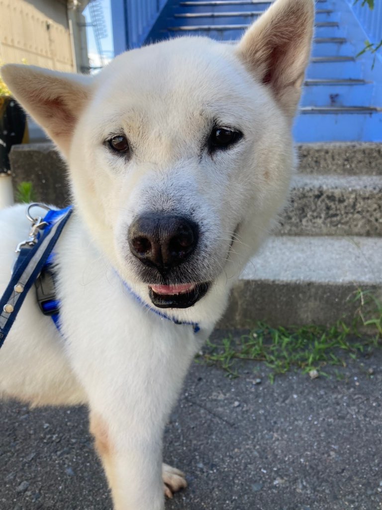 紀州犬風 Twitter Search Twitter