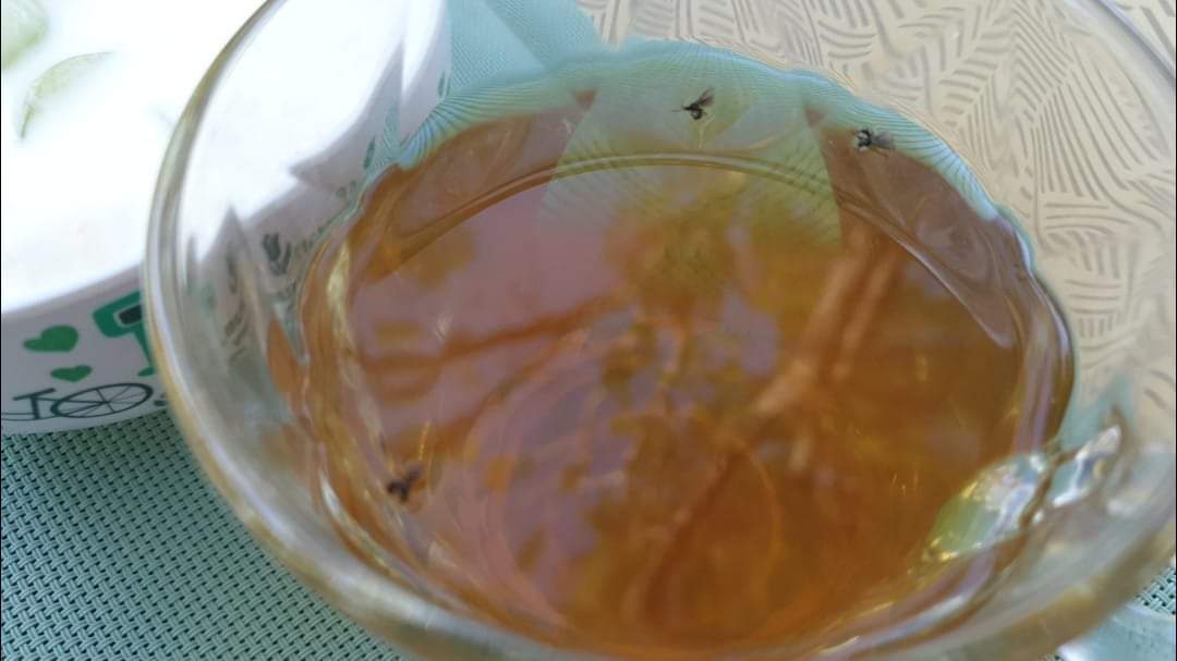 Maaslands's tweet photo. How sad.... dan ben je eendagsvlieg maar beland je al voor de klok van negen in de thee. 

#campinglife https://t.co/G0GMjxfV9v
