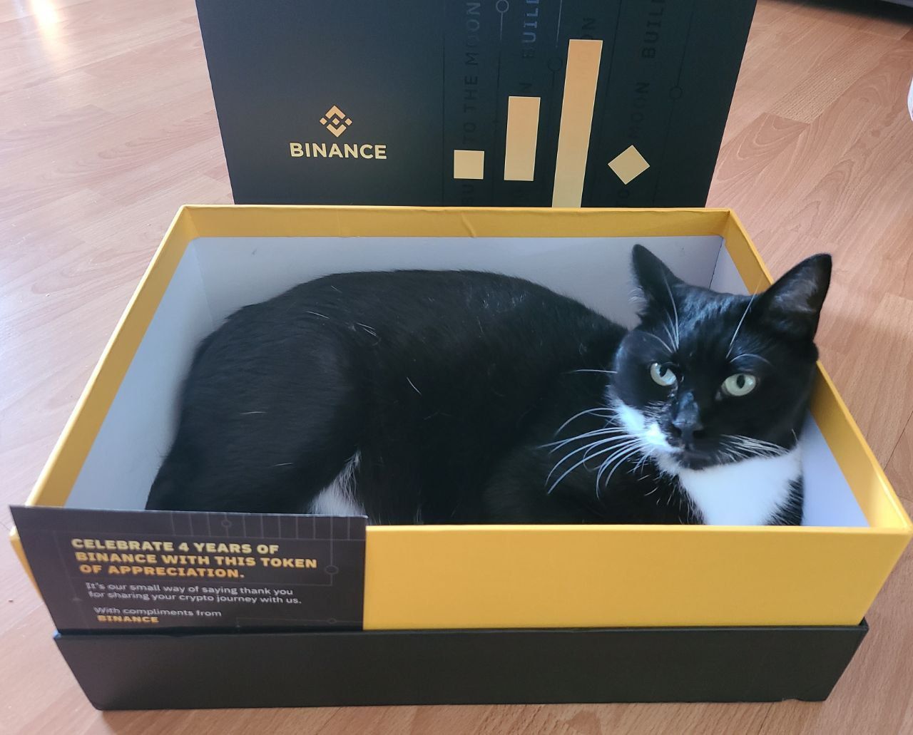 Binance on Twitter "Another cat in a BinanceTurns4 box. https//t.co