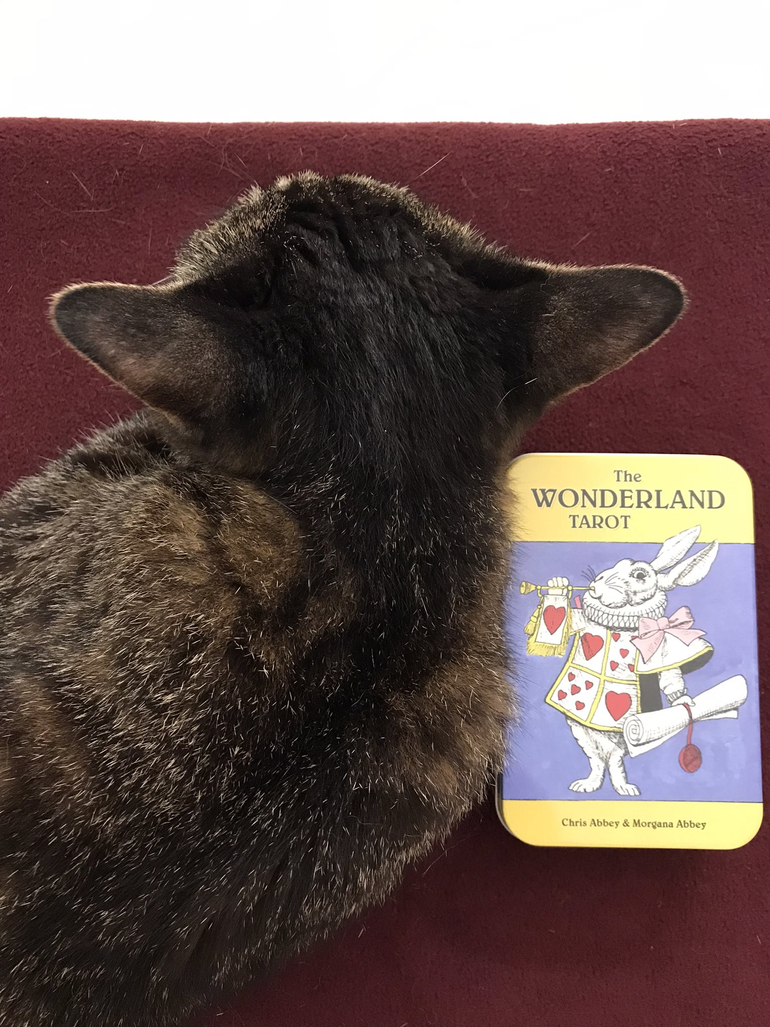 天野アリス 太陽の星読みすと 明日は新月ですね 今夜は細い月 大アルカナ3枚並んでます 手放し 浄化を進めていきましょう アリスデッキの缶は ひんやり まくら はばにゃいすデイ ビンディー クアナ T Co Uw2lpcf8j2 Twitter