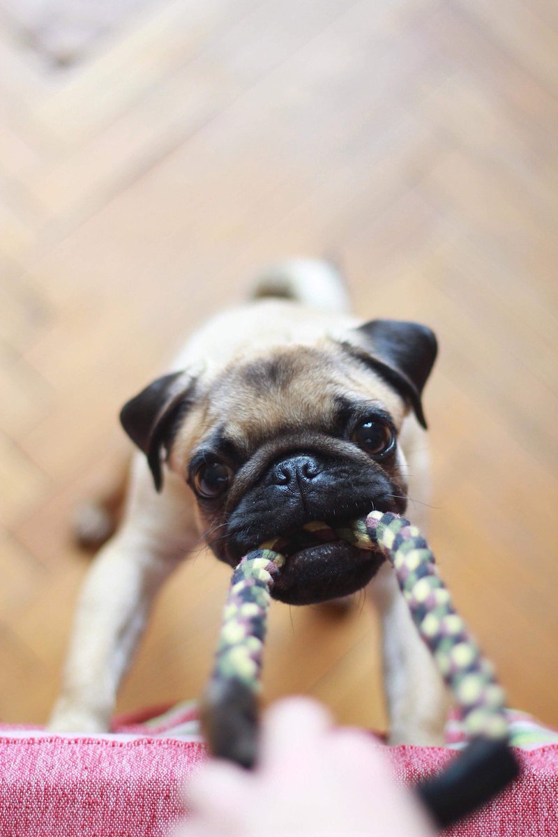 You said I could vroom vroom wif you, and I's not letting you break your pwomise, take me wif, Puhleeze! 🐶🙏🐶🙏🐶 #theroyaltydogs #pugpuppy #puppiesofinstagram #saturdayvibes #norjampetstore #organicpetcare Photo Credit: Darienka Kievskava