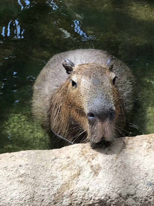 カピバラさんのtwitterイラスト検索結果