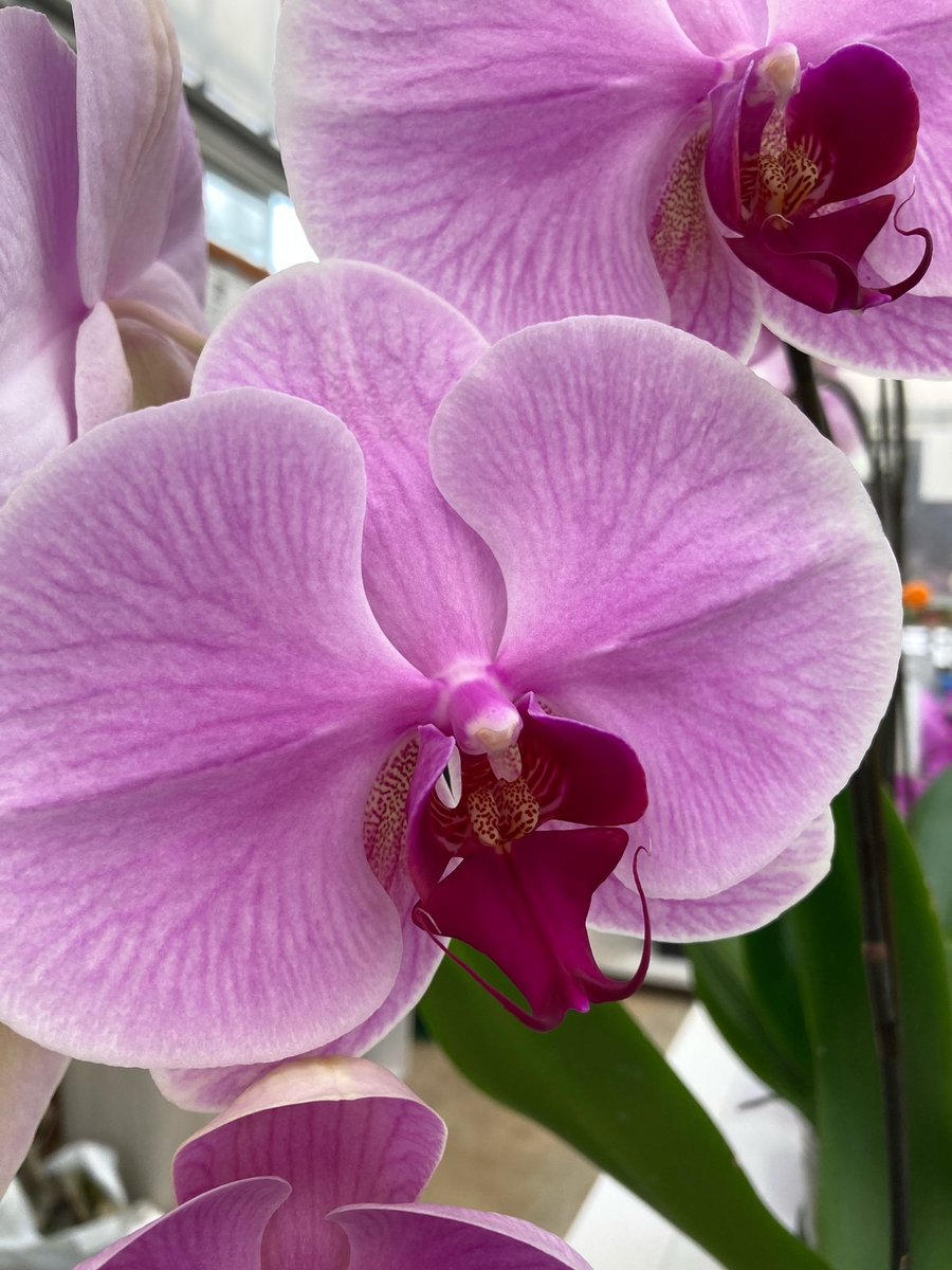 フラワーショップ蘭らん Flower Ran2 Twitter