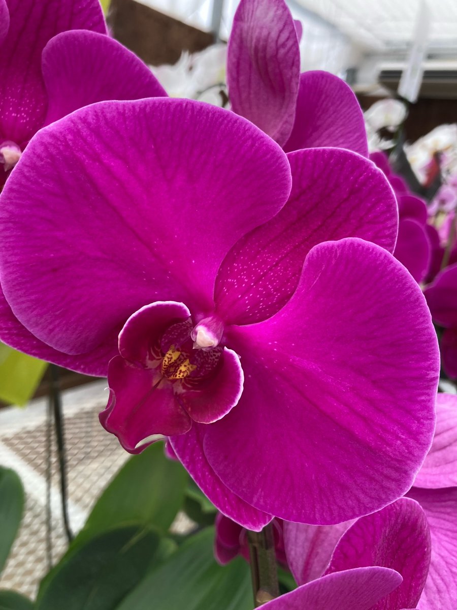 フラワーショップ蘭らん Flower Ran2 Twitter