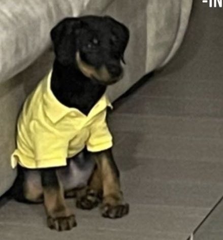 𝐋𝐈𝐒𝐀 𝐒𝐎𝐋𝐎 𝐄𝐑𝐀 👑 𝐋𝐀𝐋𝐈𝐒𝐀 on Twitter: "#LISA'S new baby  "LOVE" L-Family Dobermann they're loyal and very protective🤗. Leo Luca  Lily Louis and Lego recieve love and need protection but Love gonna