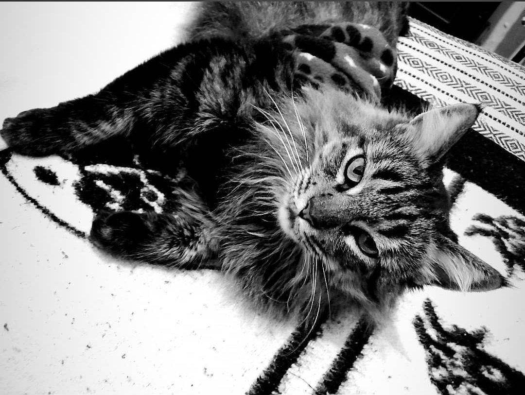 taelyjk's tweet photo. Les presento a Caty, la dueña de mis quincenas: 🐱🥰💞 https://t.co/ggaulb1Q1b