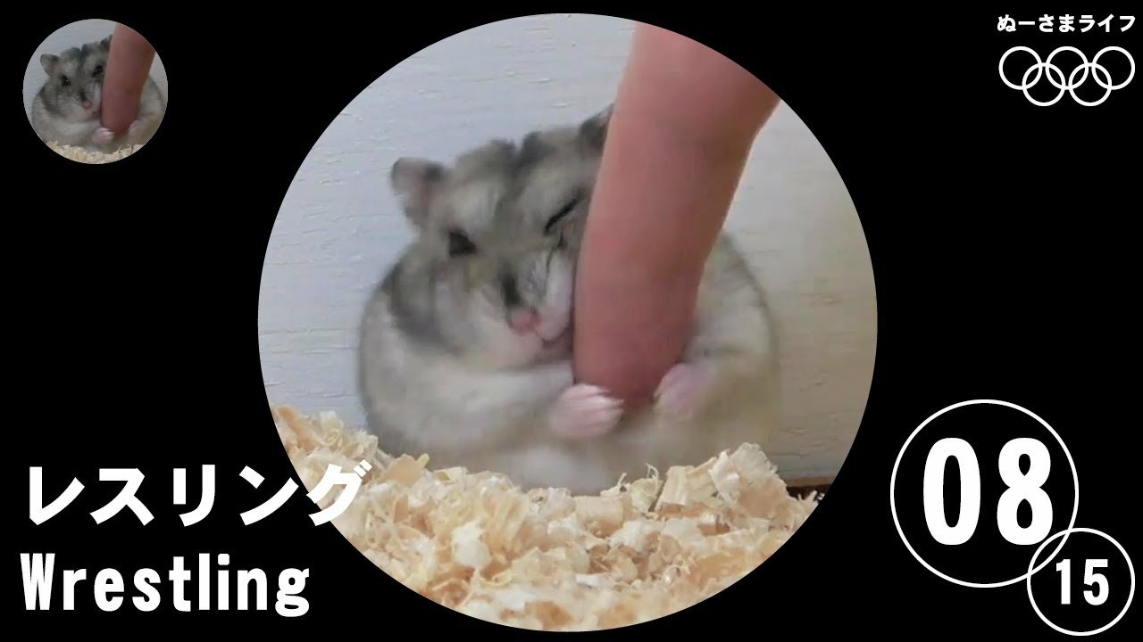 ぬーさまLIFE！ch【ハムスター】 on X:  