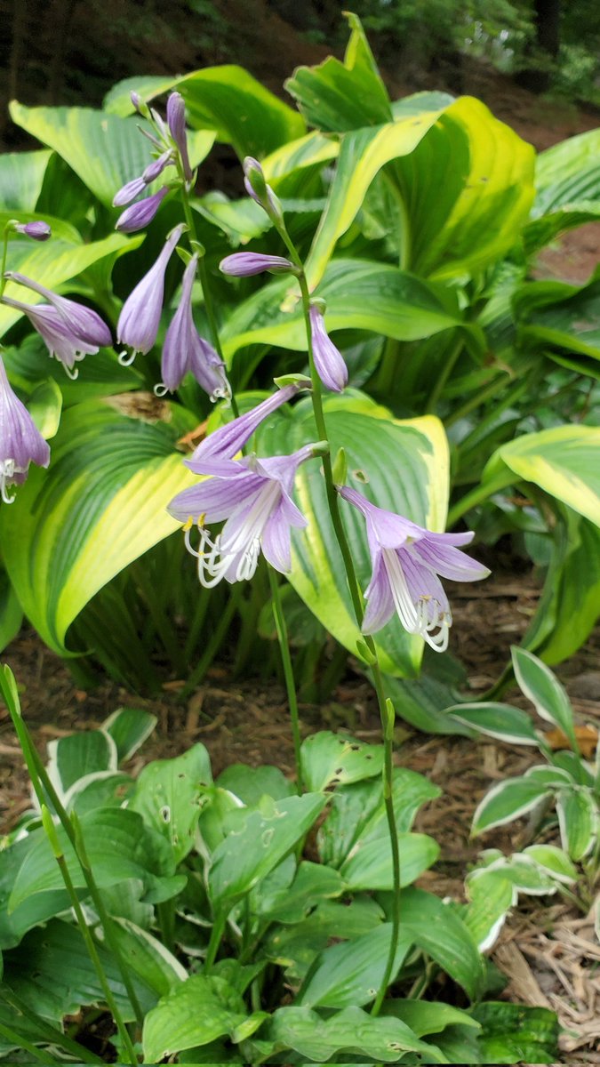 BeGardening's tweet photo. Pretty #hostas #flowersonfriday #August #PlummerHouse #Minnesota #flowerphotography #garden #perennials #GardenersWorld #GardeningTwitter #gardenlife https://t.co/wboOnm2ET4