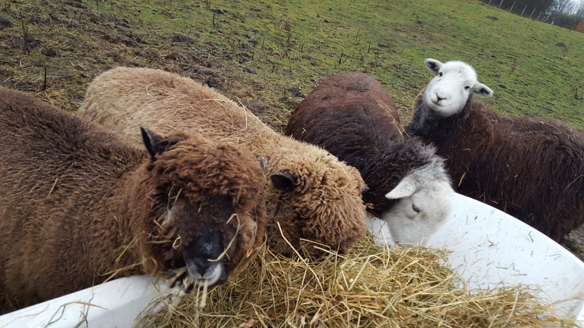 Michell06056759's tweet photo. @CannonHallFarm https://t.co/VBOiuapRpN