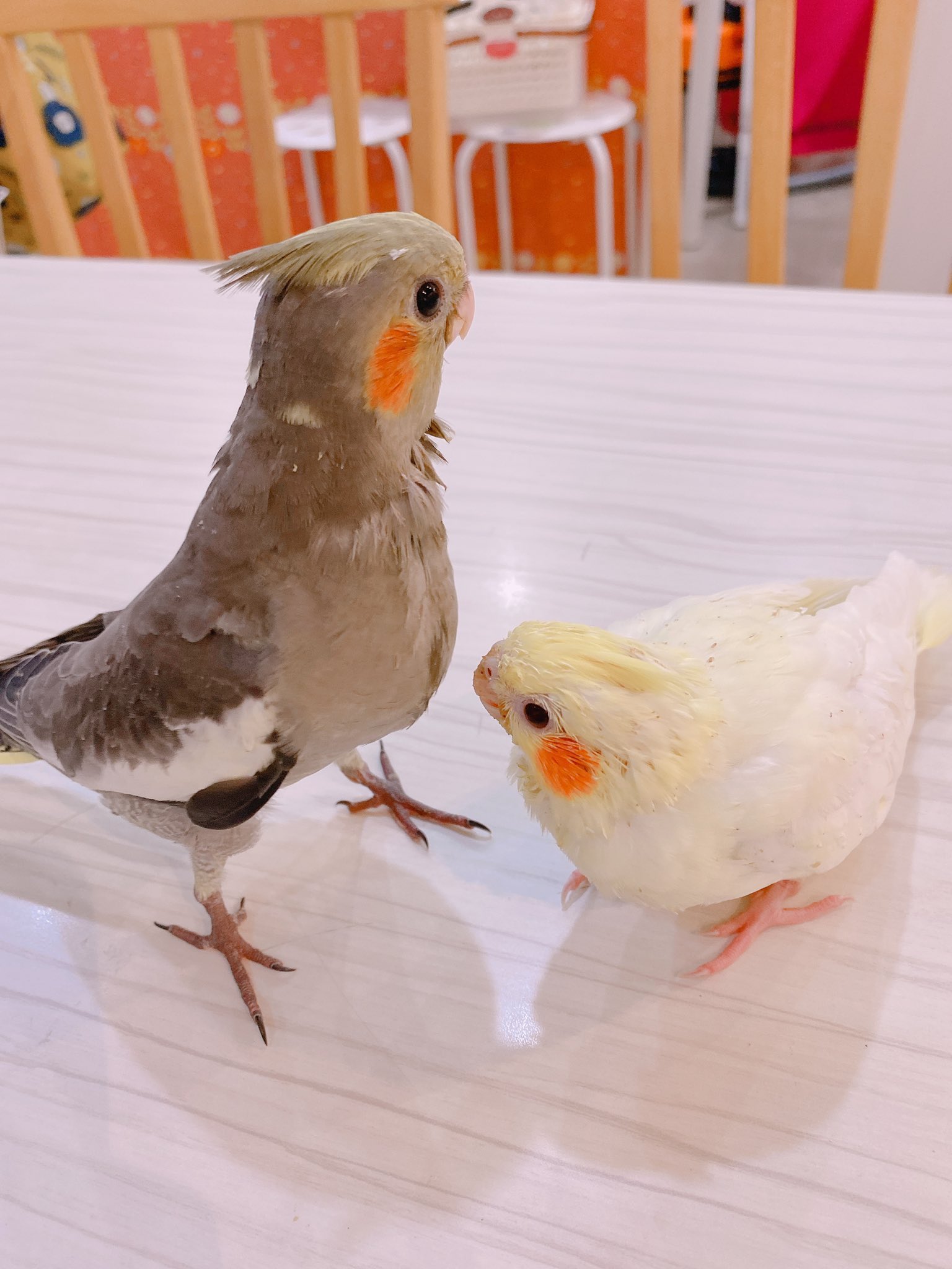 ことりカフェ上野本店 Kotoricafe U Twitter