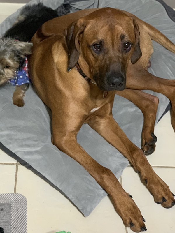 Lost dog Thor in Palm Harbor, FL US (34684) #lostdog https://t.co/82NzkpPOxU https://t.co/9Bx0eiPAuO