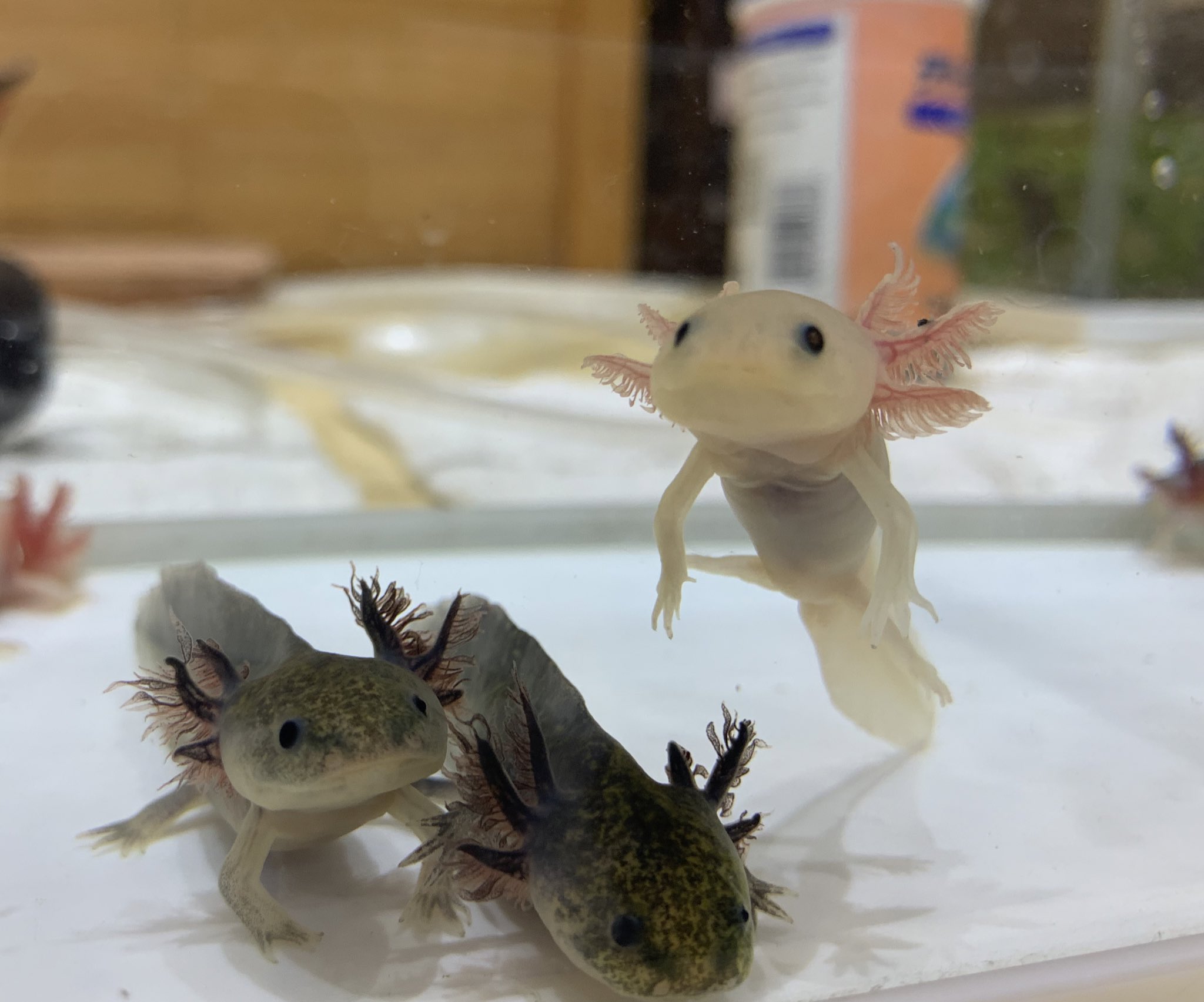 るうこ Kinoco Ru Twitter