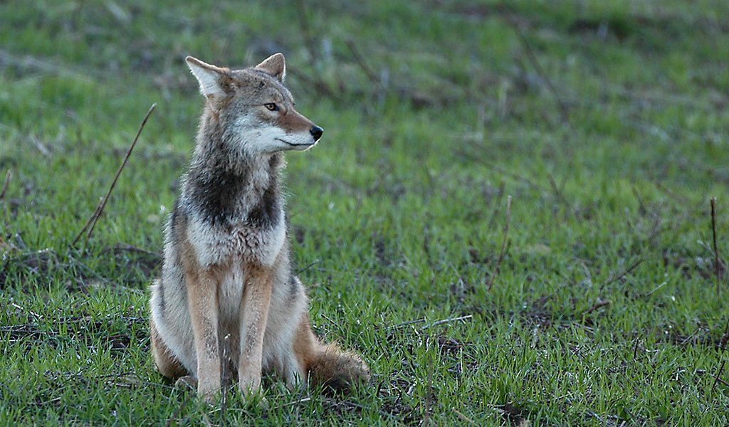DailyCoyotes's tweet photo. Yote #201 https://t.co/BAv943BnHs