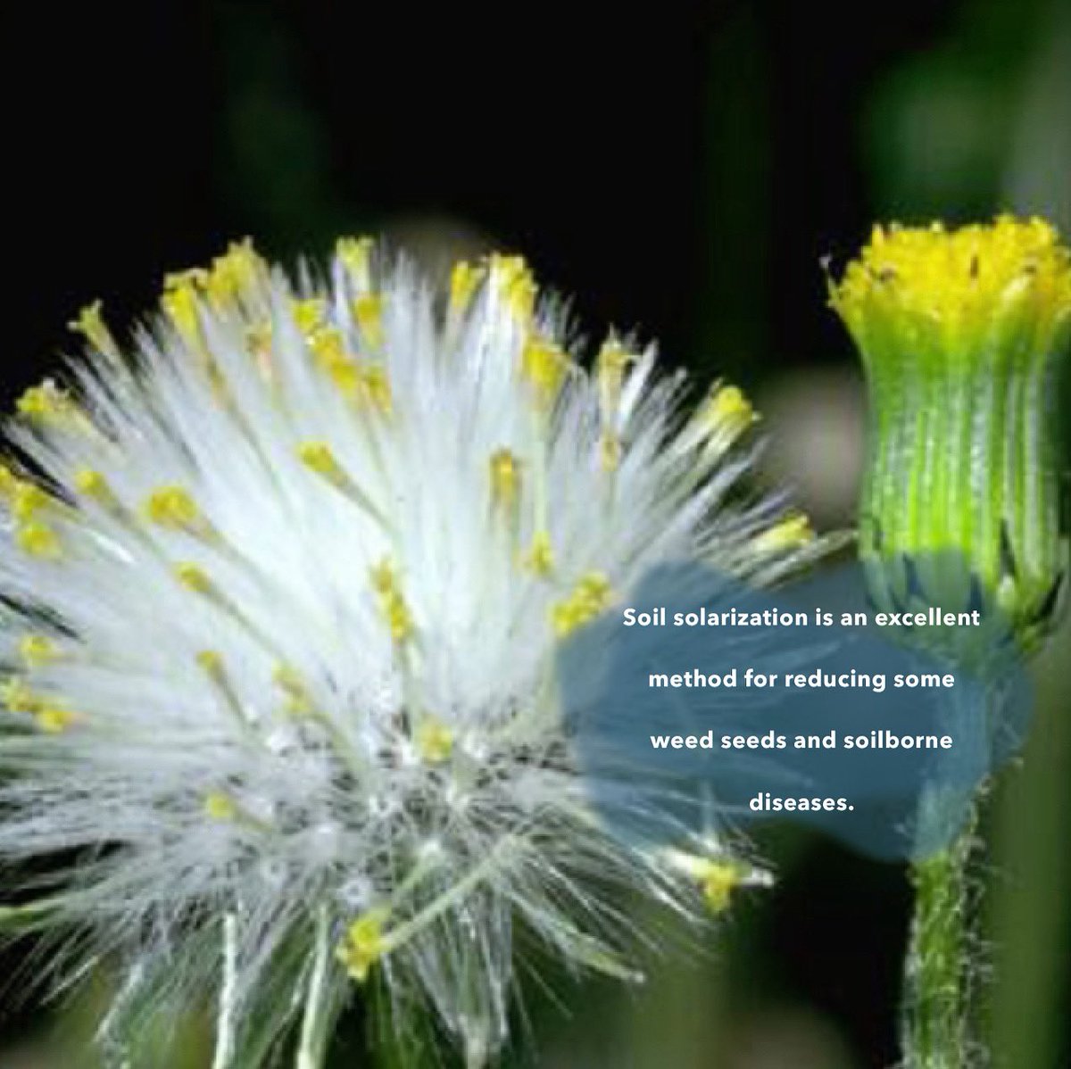 cfog_ardens's tweet photo. Solarizing Common garden weed Groundsel, involves leaving a clear plastic tarp on the soil surface for 4 to 6 weeks during the hottest part of the year. Soil solarization works well in warm growing areas and may be ineffective in foggy, low-light, or low-temperature areas. https://t.co/aaj9gRJmBE