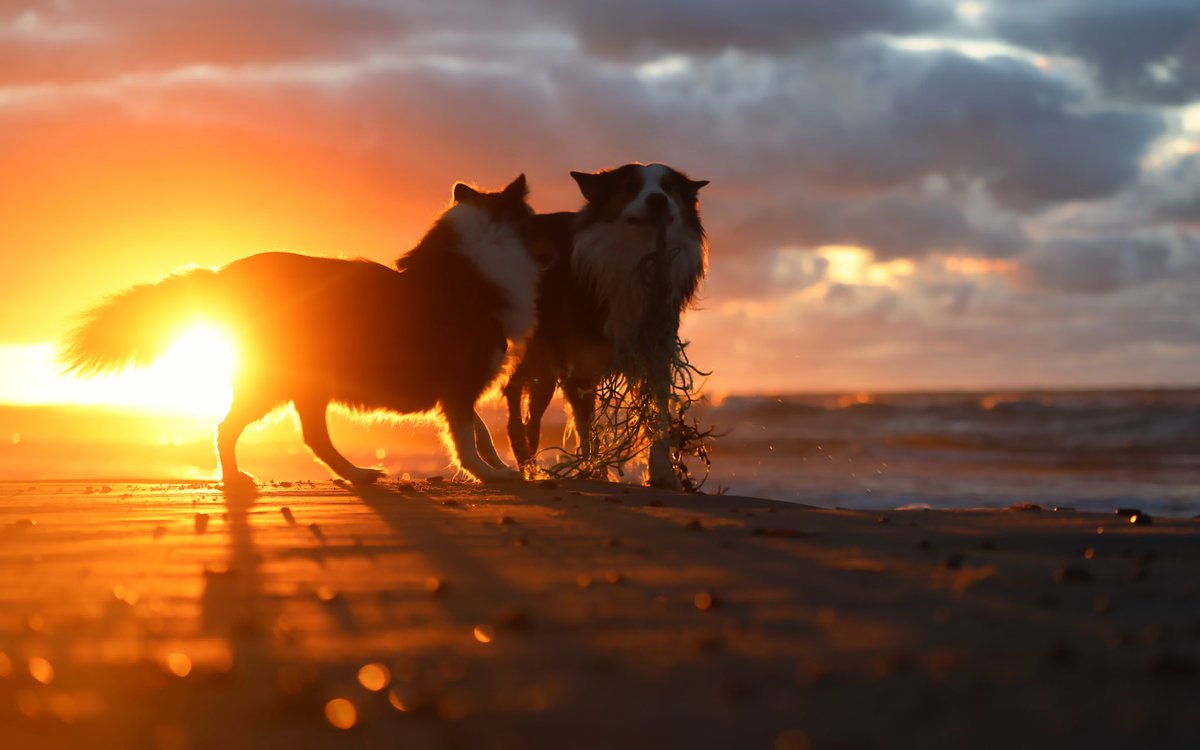fredykoglin's tweet photo. „Ein schönes Sonnenbad schon immer Wunder tat.“

Biene Maja, von Willi

https://t.co/zvZopKQYzP

#Denmark #Dänemark #Dog #Nordsee #Jütland #Eichwalde
#Love #Photography #Twitter #攝影 #عکاسی #фотография #Fotoğrafçılık #Consequat #写真術 #تصوير #צילום #Izithombe #פאָטאָגראַפיע https://t.co/F0j75MERxd